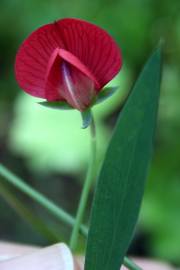 Fotografia da espécie Lathyrus cicera