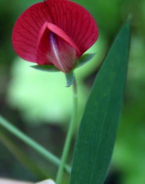 Fotografia 4 da espécie Lathyrus cicera no Jardim Botânico UTAD