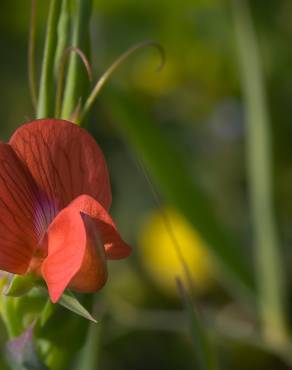 Fotografia 5 da espécie Lathyrus cicera no Jardim Botânico UTAD