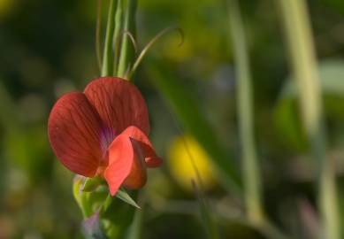 Fotografia da espécie Lathyrus cicera