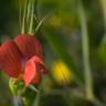 Fotografia 5 da espécie Lathyrus cicera do Jardim Botânico UTAD