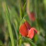 Fotografia 1 da espécie Lathyrus cicera do Jardim Botânico UTAD