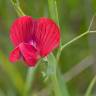 Fotografia 6 da espécie Lathyrus cicera do Jardim Botânico UTAD