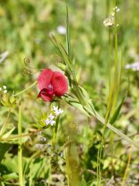 Fotografia da espécie Lathyrus cicera