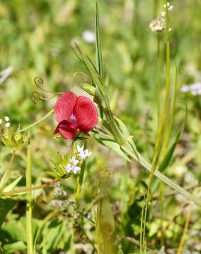 Fotografia 7 da espécie Lathyrus cicera no Jardim Botânico UTAD