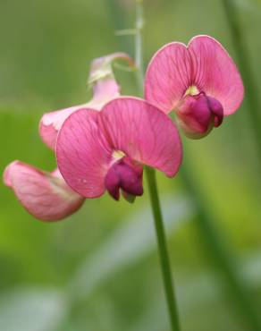 Fotografia 8 da espécie Lathyrus cicera no Jardim Botânico UTAD