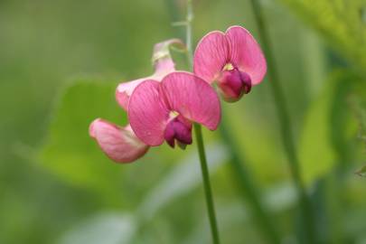 Fotografia da espécie Lathyrus cicera