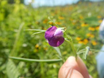 Fotografia da espécie Lathyrus hirsutus