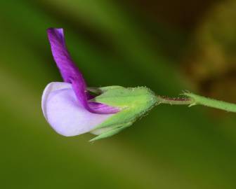 Fotografia da espécie Lathyrus hirsutus