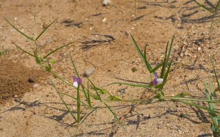 Fotografia da espécie Lathyrus hirsutus