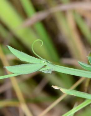 Fotografia 5 da espécie Lathyrus hirsutus no Jardim Botânico UTAD