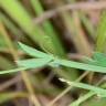 Fotografia 5 da espécie Lathyrus hirsutus do Jardim Botânico UTAD