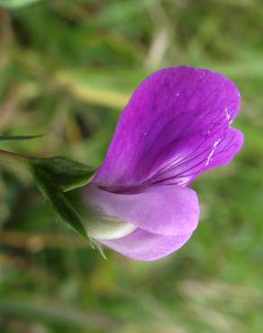 Fotografia 6 da espécie Lathyrus hirsutus no Jardim Botânico UTAD