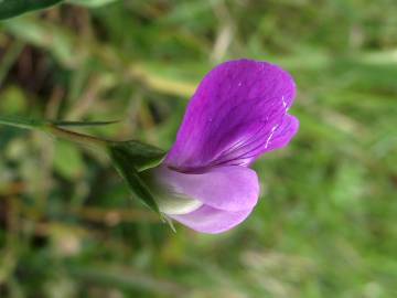 Fotografia da espécie Lathyrus hirsutus