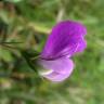 Fotografia 6 da espécie Lathyrus hirsutus do Jardim Botânico UTAD