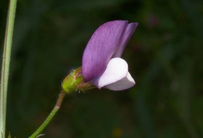 Fotografia da espécie Lathyrus hirsutus