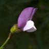 Fotografia 1 da espécie Lathyrus hirsutus do Jardim Botânico UTAD