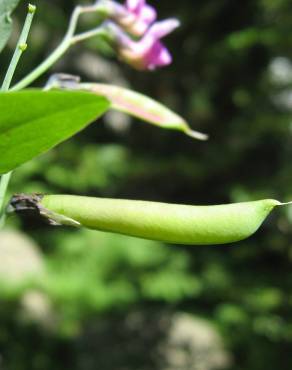 Fotografia 3 da espécie Lathyrus linifolius no Jardim Botânico UTAD