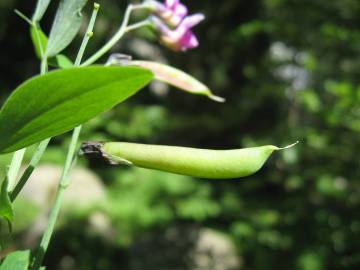 Fotografia da espécie Lathyrus linifolius