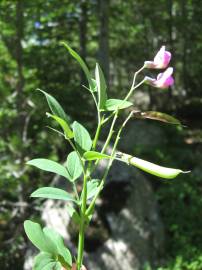 Fotografia da espécie Lathyrus linifolius