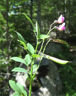 Fotografia 4 da espécie Lathyrus linifolius no Jardim Botânico UTAD