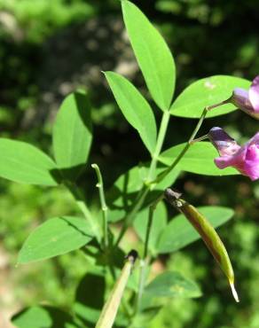 Fotografia 5 da espécie Lathyrus linifolius no Jardim Botânico UTAD