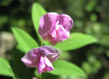 Fotografia da espécie Lathyrus linifolius