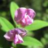 Fotografia 6 da espécie Lathyrus linifolius do Jardim Botânico UTAD