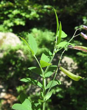 Fotografia 7 da espécie Lathyrus linifolius no Jardim Botânico UTAD