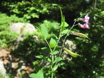 Fotografia da espécie Lathyrus linifolius