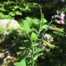 Fotografia 7 da espécie Lathyrus linifolius do Jardim Botânico UTAD