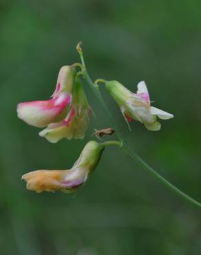 Fotografia 8 da espécie Lathyrus linifolius no Jardim Botânico UTAD