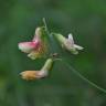 Fotografia 8 da espécie Lathyrus linifolius do Jardim Botânico UTAD