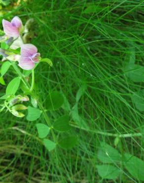 Fotografia 9 da espécie Lathyrus linifolius no Jardim Botânico UTAD