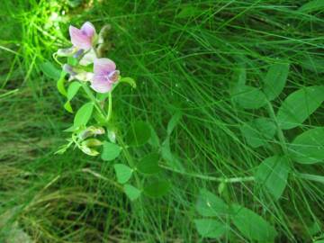 Fotografia da espécie Lathyrus linifolius