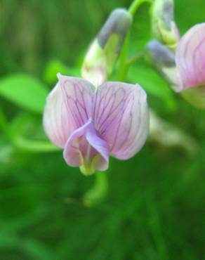 Fotografia 10 da espécie Lathyrus linifolius no Jardim Botânico UTAD