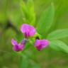 Fotografia 11 da espécie Lathyrus linifolius do Jardim Botânico UTAD