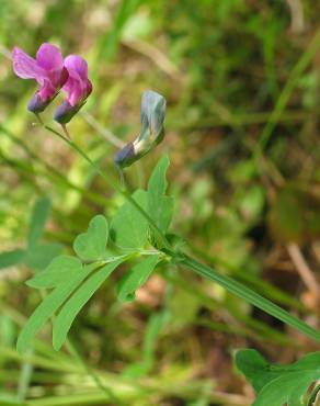 Fotografia 12 da espécie Lathyrus linifolius no Jardim Botânico UTAD