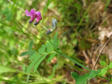 Fotografia da espécie Lathyrus linifolius