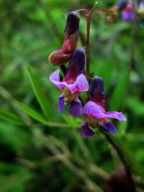 Fotografia da espécie Lathyrus linifolius