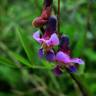 Fotografia 13 da espécie Lathyrus linifolius do Jardim Botânico UTAD