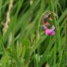 Fotografia 14 da espécie Lathyrus linifolius do Jardim Botânico UTAD