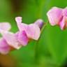 Fotografia 1 da espécie Lathyrus linifolius do Jardim Botânico UTAD