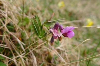 Fotografia da espécie Lathyrus linifolius