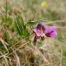 Fotografia 15 da espécie Lathyrus linifolius do Jardim Botânico UTAD