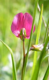 Fotografia da espécie Lathyrus nissolia