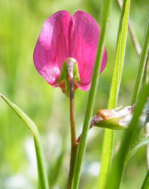 Fotografia 4 da espécie Lathyrus nissolia no Jardim Botânico UTAD