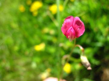 Fotografia da espécie Lathyrus nissolia