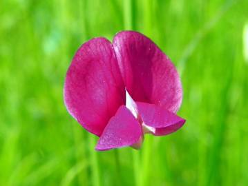 Fotografia da espécie Lathyrus nissolia