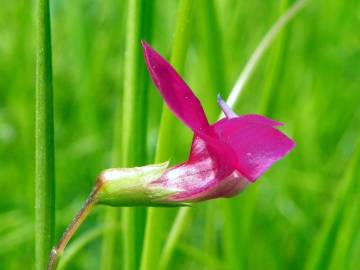 Fotografia da espécie Lathyrus nissolia